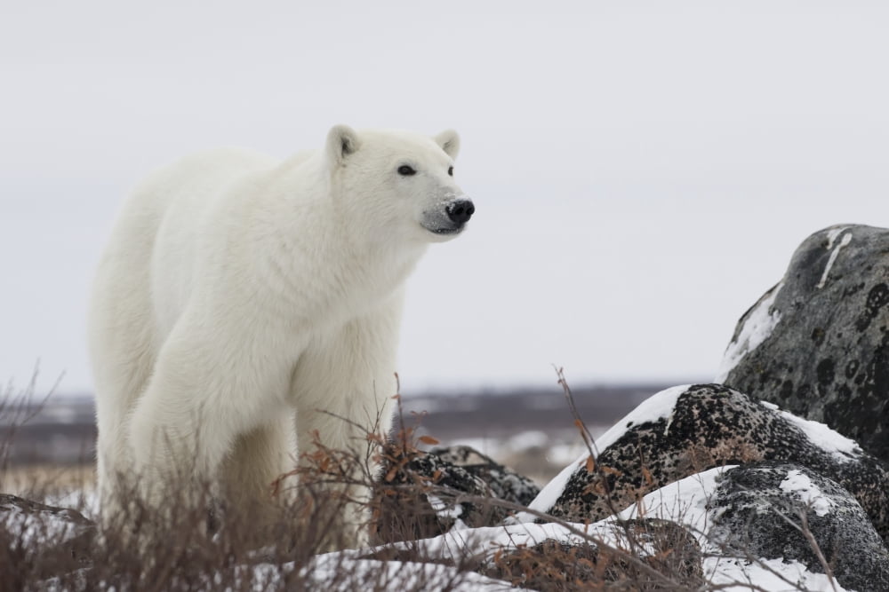 Polar Bear (ursus M