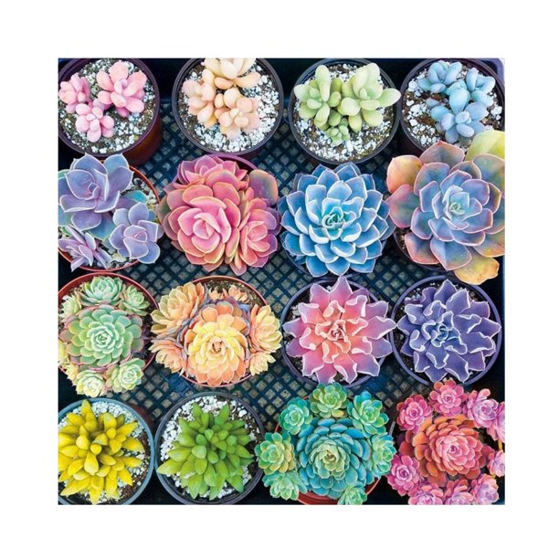 Cuadros Decorativos 5D Kit Rhinestone DIY Plantas suculentas Full Round Drill Diamond Painting Craft DQrwqpou Nuevos Originales