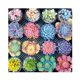 thumbnail image 1 of Cuadros Decorativos 5D Kit Rhinestone DIY Plantas suculentas Full Round Drill Diamond Painting Craft DQrwqpou Nuevos Originales, 1 of 8