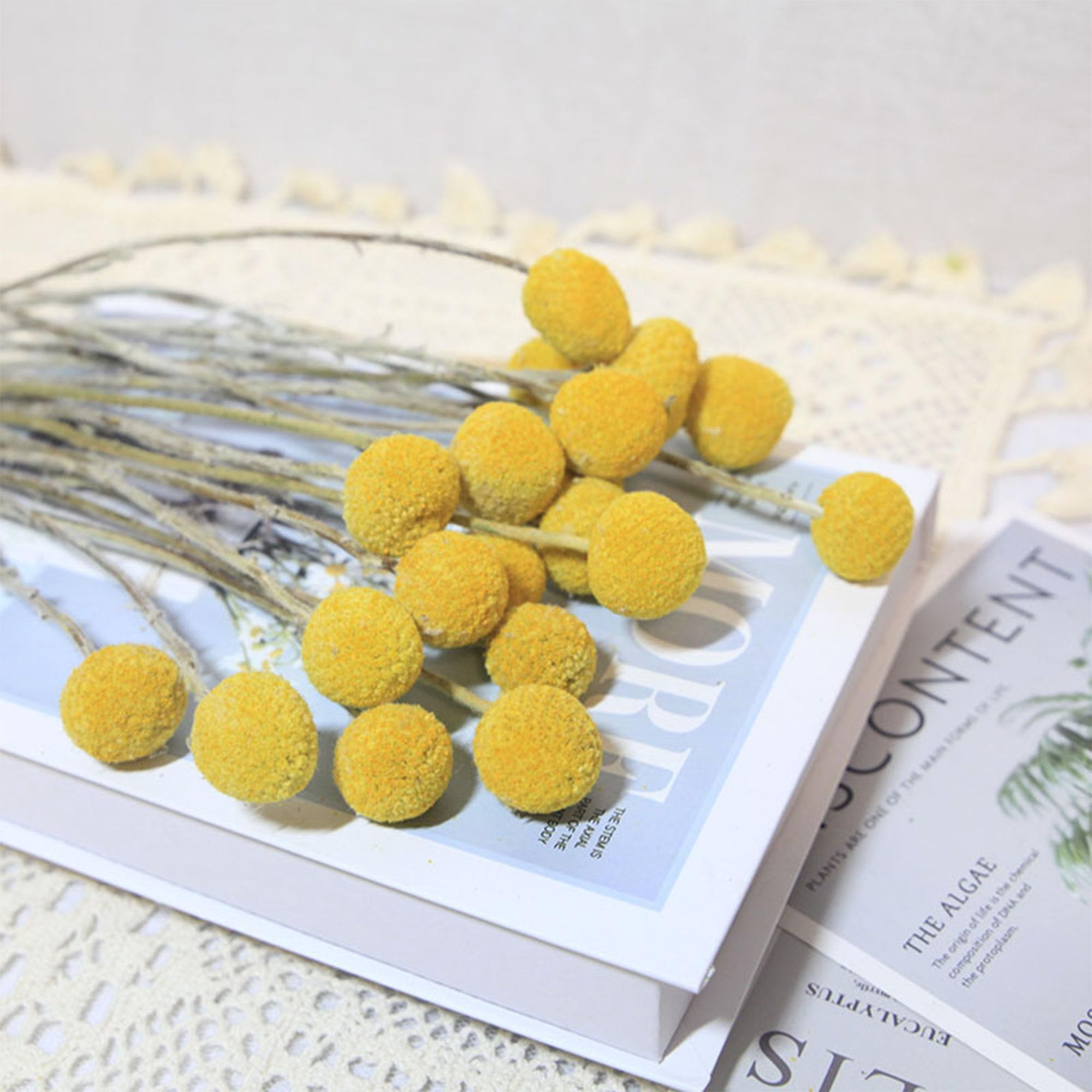 60 Stems Diameter Natural Craspedia Dried Flowers, 16inch Billy Buttons Balls Bouquet Bundles Natural Dried Flowers for DIY Flower Arrangements Home Decor, Yellow