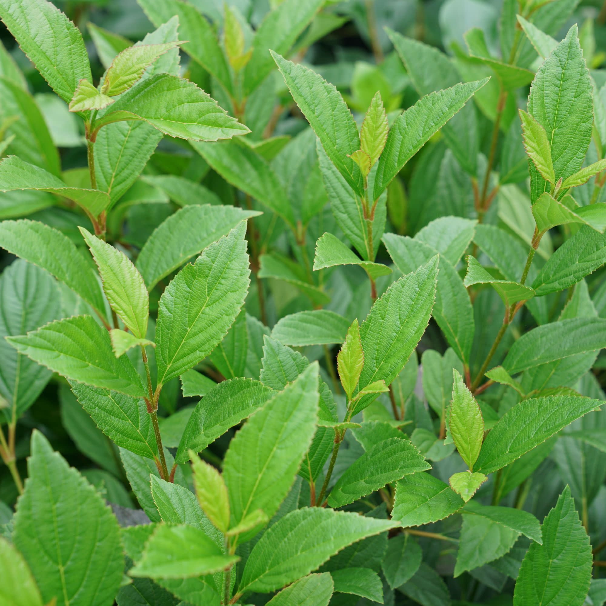 Proven Winners ColorChoice 5" Pink Sweet Talker Fragrant Viburnum Live Plant in 4.5" Pot (4 Count)