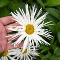 thumbnail image 2 of Proven Winners 5" White Amazing Daisies 'Spun Silk' Shasta Daisy Live Plant in 4.5" Pot, 2 of 5