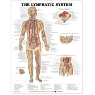 Poster about hip anatomy & injuries in English