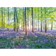 thumbnail image 2 of Frank, Assaf 24x19 White Modern Wood Framed Museum Art Print Titled - Bluebells, 2 of 4