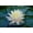 Peach, variant on Mature Fully Grown Hardy Water Lily (Assorted Yellow)
