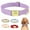 Purple, variant on Beirui Solid Personalised Dog Collar Custom Name Buckle Soft Adjustable XS S M L