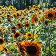 thumbnail image 2 of TomorrowSeeds - Earthwalker Sunflower Seeds - 200+ Count - For 2026 Planting Helianthus, 2 of 7