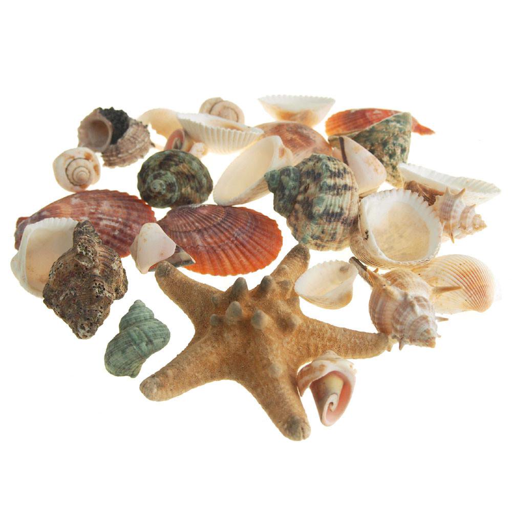 Decorative Sea shells Assortment Vase Filler, 35piece