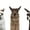 Alpaca Three Colors, variant on Elephant Stock Black Bison Wall Art - Horizontal Multi Panel Canvas - Living Room Wall Decor - Animal Multi Panel - White And Black Decor - 50" x 32"