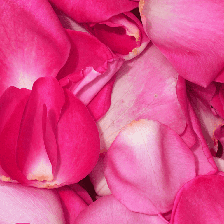 3500 Hot Pink Rose Petals