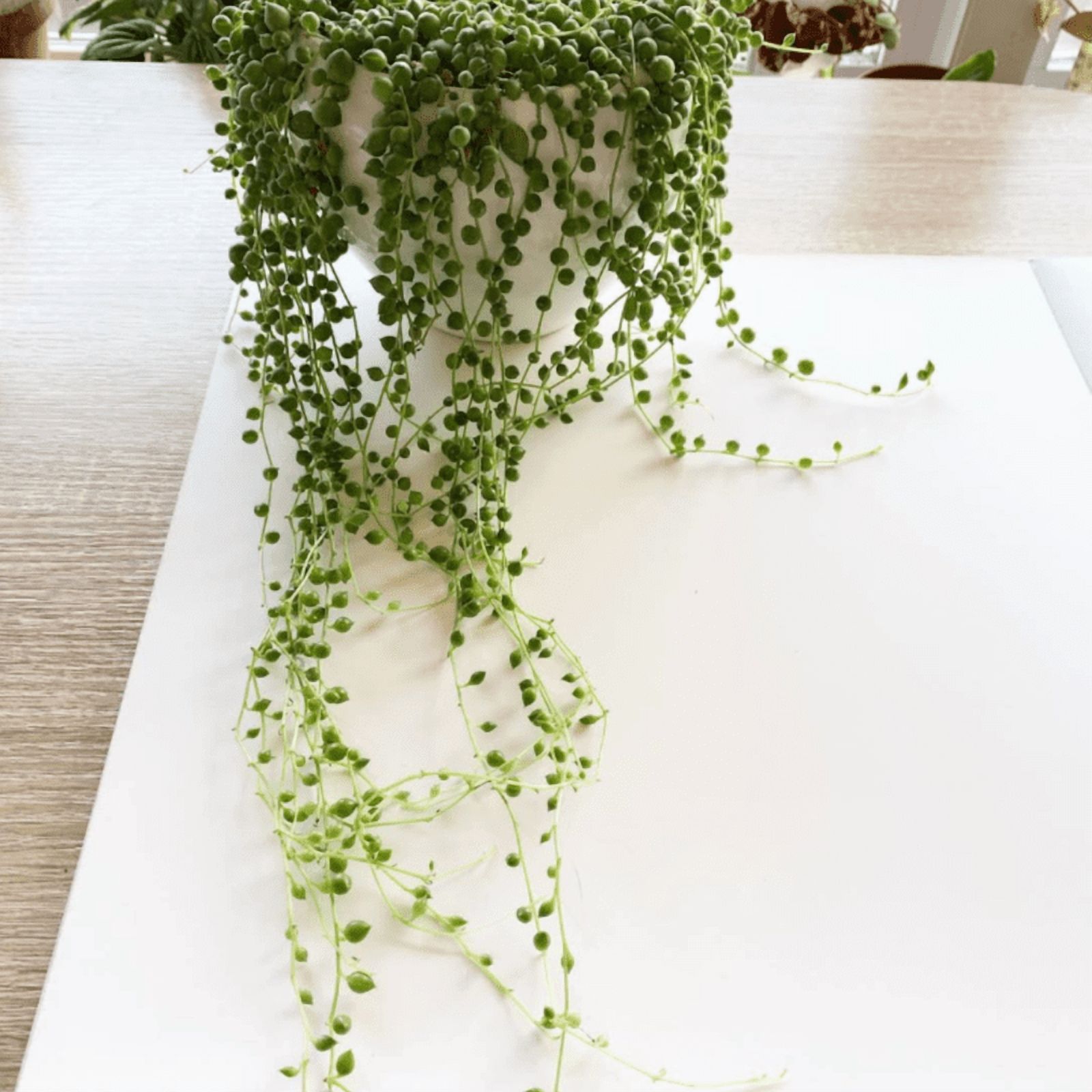 String of Pearls, Hanging Succulent, Trailing Succulent, Indoor Houseplant, Live Plant in 2'' Pearl Variegate