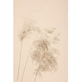 thumbnail image 2 of 1x Studio III 13x18 White Modern Wood Framed Museum Art Print Titled - Reed Grass Beige 07, 2 of 4