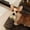 D, variant on Interactive Cat Teaser Wand Toy for Indoor Exercise with Mice and Light Up to Stimulate Natural Instincts
