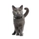 AIHOME 3pcs / Pack Réglable Chat Collier Tête de Chat Mignon avec Cloche pour Animal de Compagnie – image 5 sur 9