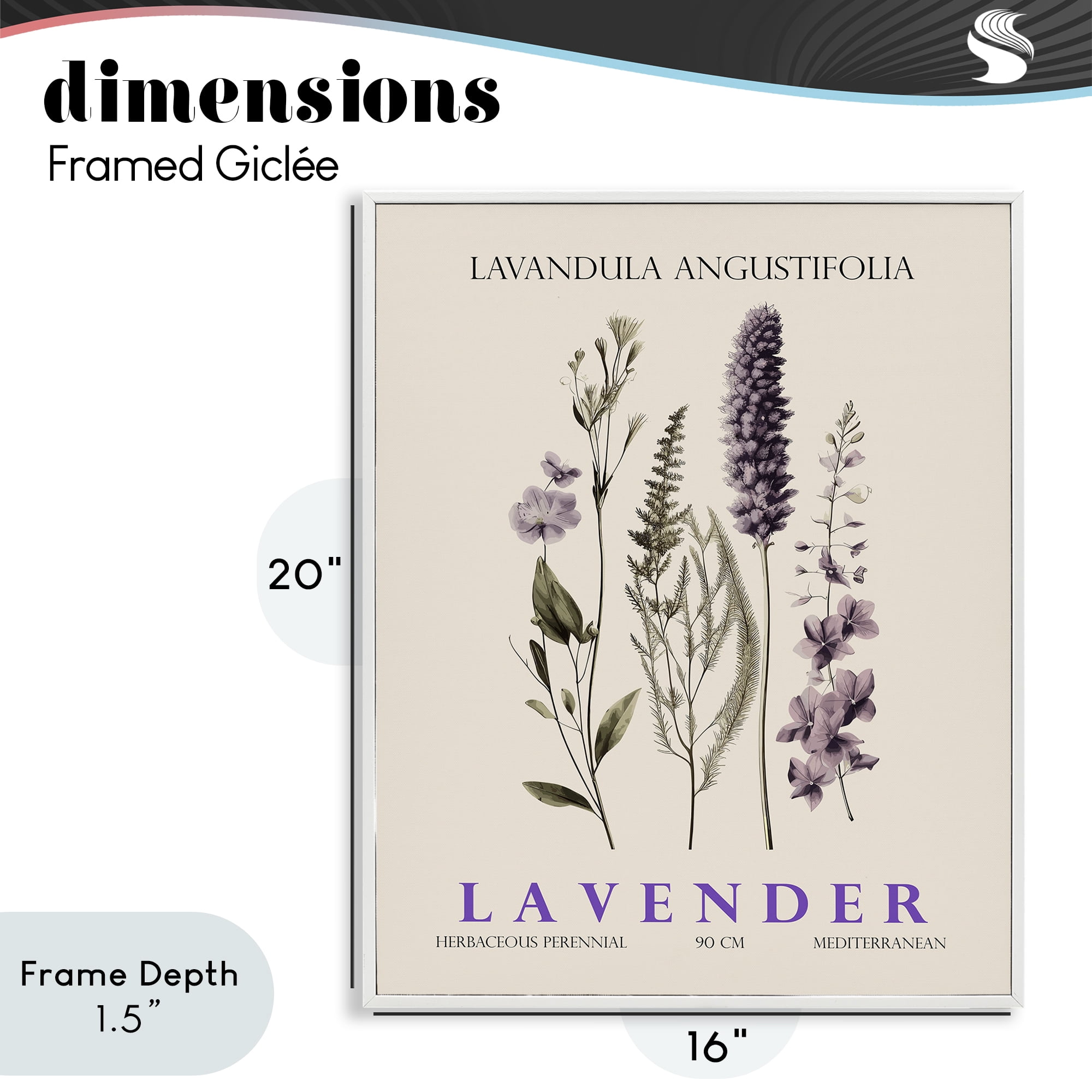 Stupell Industries Natural Lavender Bundle White Framed Giclee Art, design by Christopher Giampietro