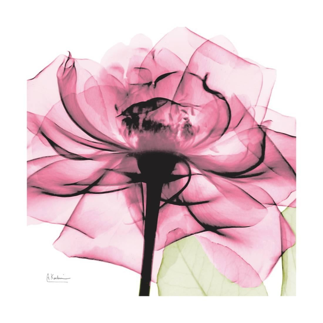 Pink Flower X-Ray Print
