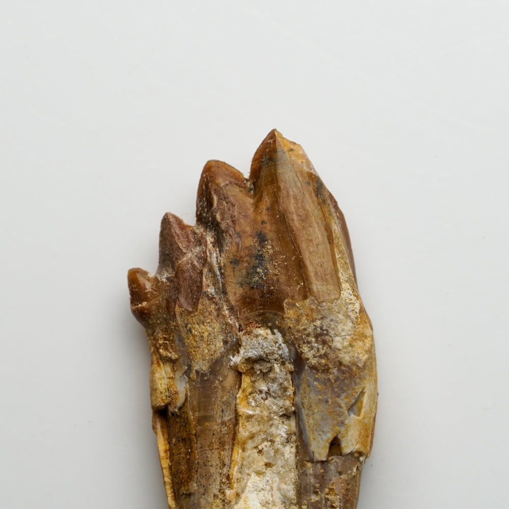 Genuine Natural Pre Historic Basilousaurus Whale Tooth