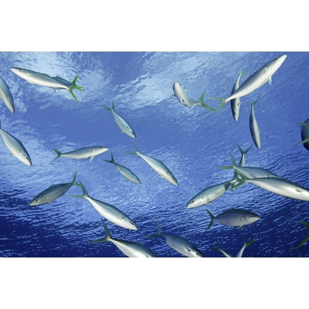 Micronesia School of Rainbow Runner Yap Canvas Art - Dave Fleetham Design Pics (34 x 22)