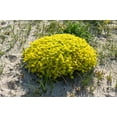thumbnail image 6 of 200 GOLDEN CARPET SEDUM Acre Gold Moss Stonecrop Flower Seeds, 6 of 11