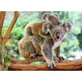 thumbnail image 2 of Rompecabezas Ravensburger Amor de Koala 200 piezas 49x36 cm, 2 of 2
