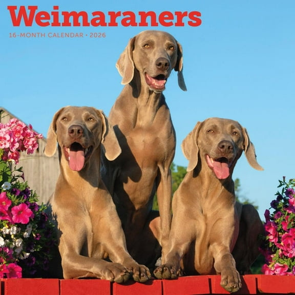 Carousel Calendars, Weimaraners 2026 Wall Calendar