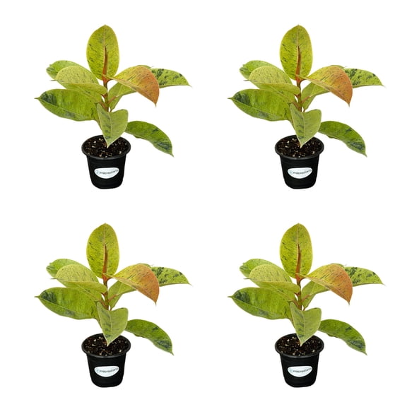 MicroStarts Live Shivereana Moonshine Rubber Plant - 4 Ficus Plants in 4 inch pots