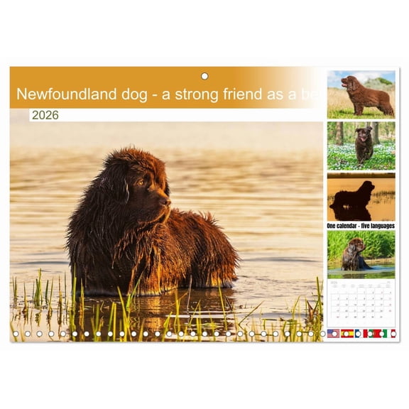 Newfoundland dog - a strong friend as a bear (Monthly Wall Calendar 2026 11.7 x 16.5 (open)), CALVENDO 14 Month Calendar