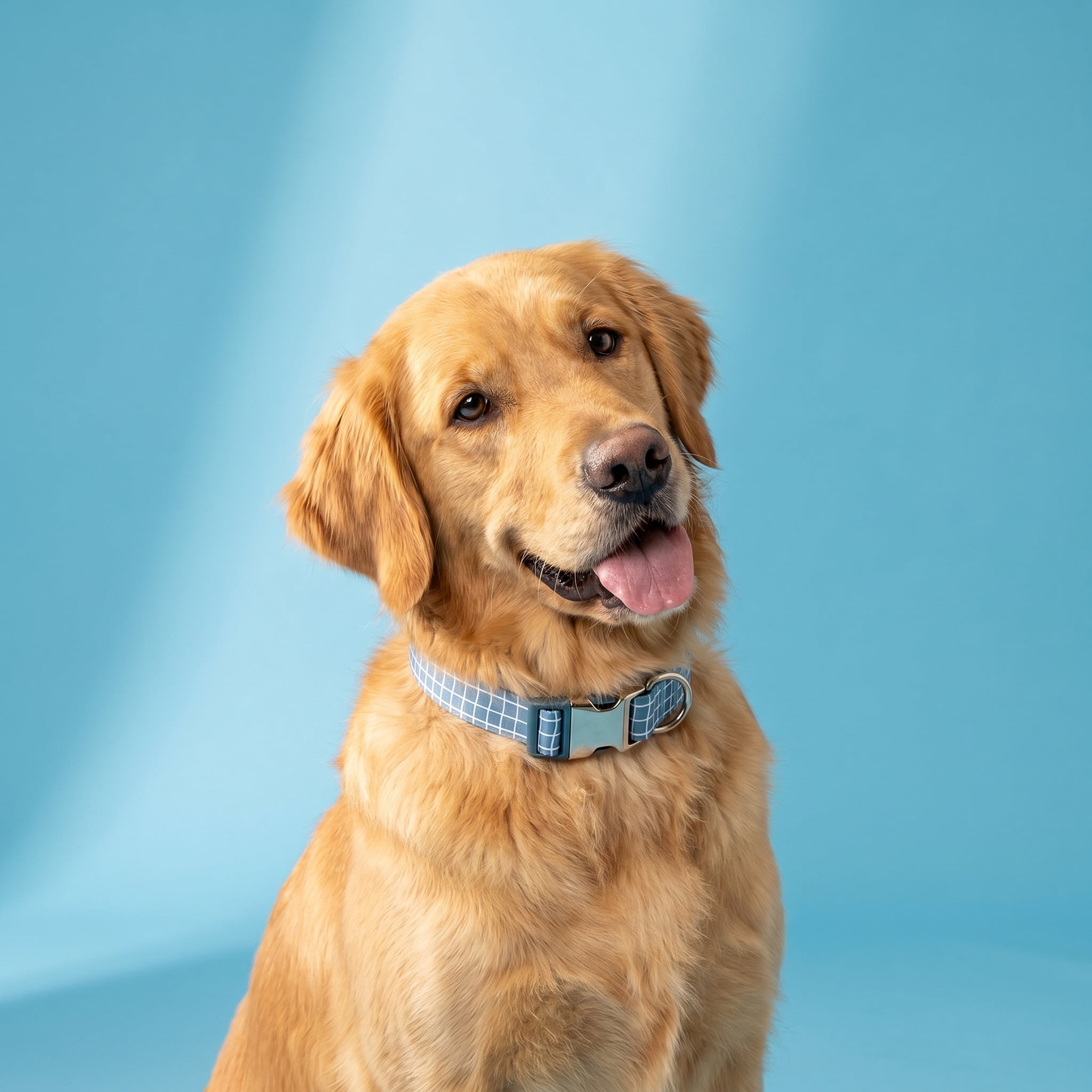 Vibrant Life Reflective Adjustable Fashion Dog Collar, Blue Grid, Large
