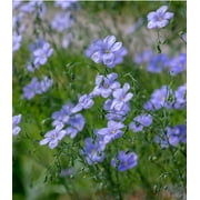Earthcare Seeds - Blue Flax Perenne 1500 Seeds (Linum Perenne) Heirloom - Open Pollinated