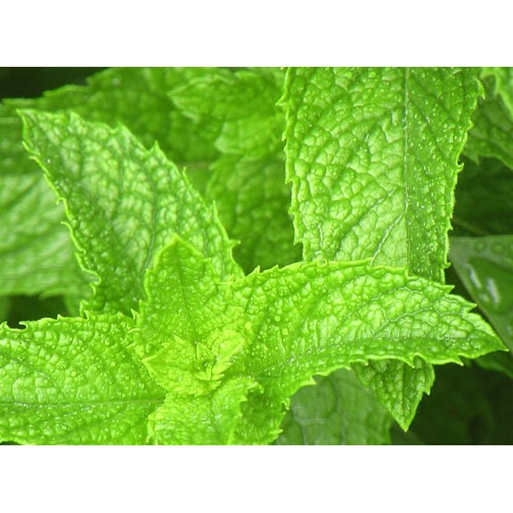 Spearmint Great Garden Herb Seeds by Seed Kingdom (1 OZ Seeds)