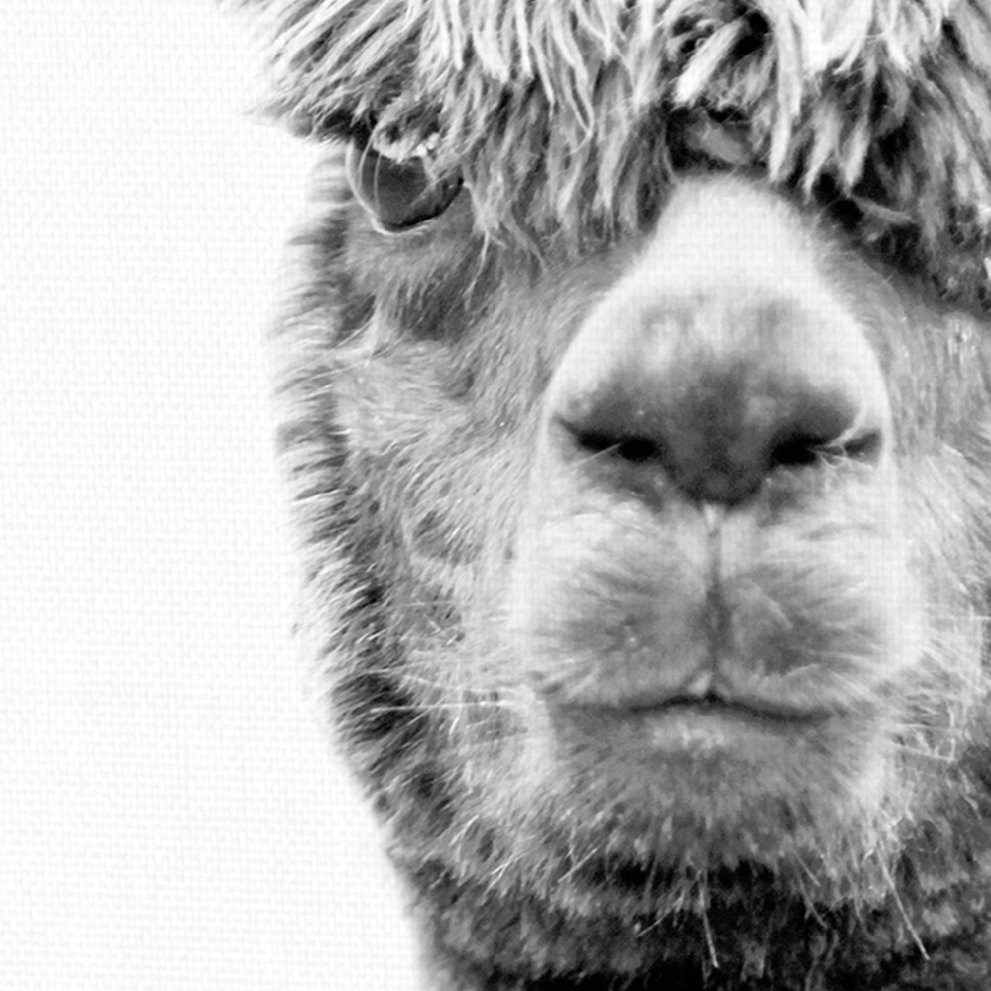 Jalisa by Bill Philip Llama Photo Canvas Art