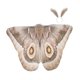 thumbnail image 1 of Capa de mariposa decorativa para Halloween, chal de polilla para disfraces de actuación en el escenario Café ligero, 1 of 9