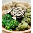 thumbnail image 3 of SM MIXED MOSS, 3 of 8