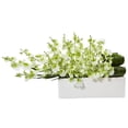 thumbnail image 1 of Dancing Lady Orchid in Rectangular Ceramic, Green, 1 of 1