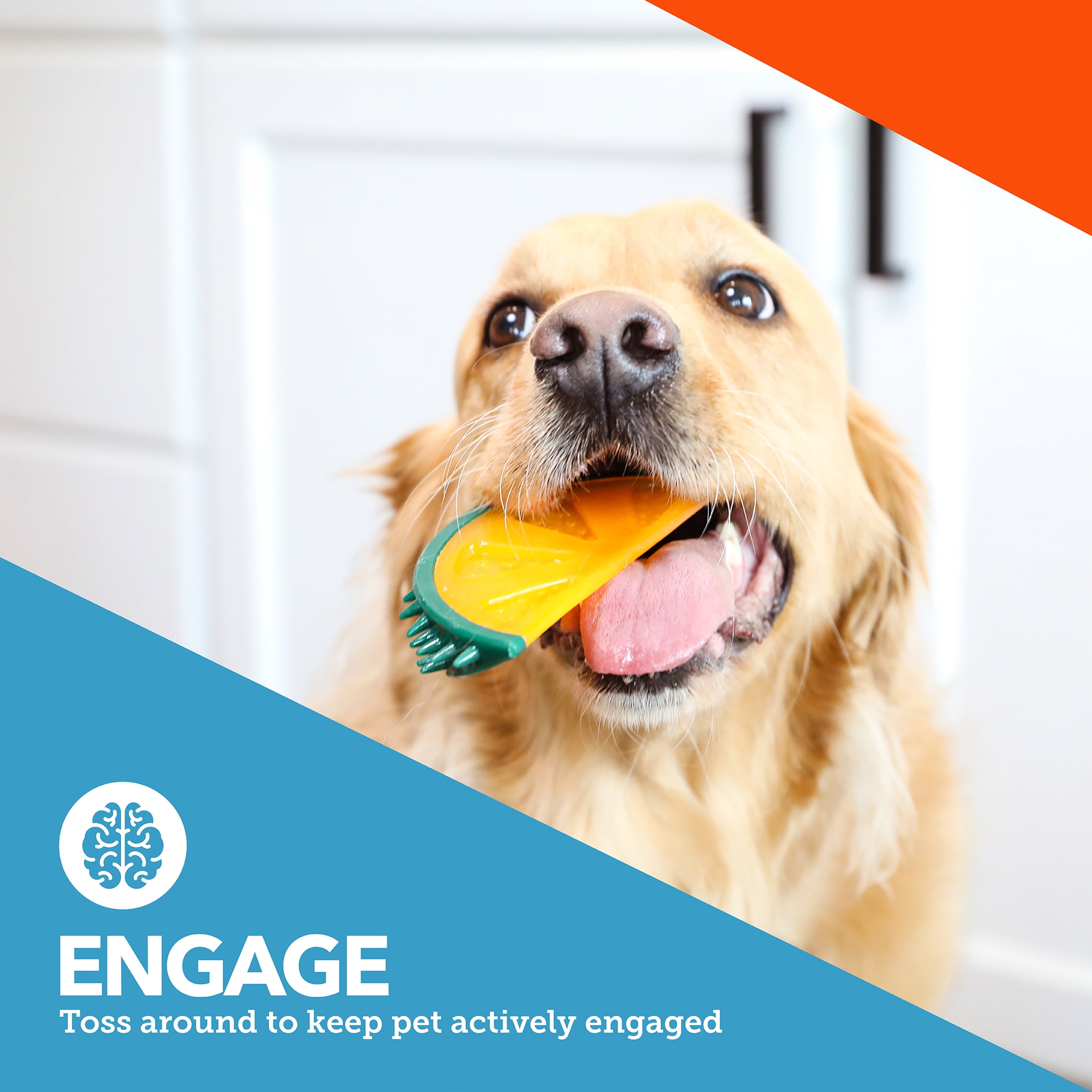 (4 pack) Vibrant Life Squeaky Fruit Dog Toy, Assorted Designs, 1 Count