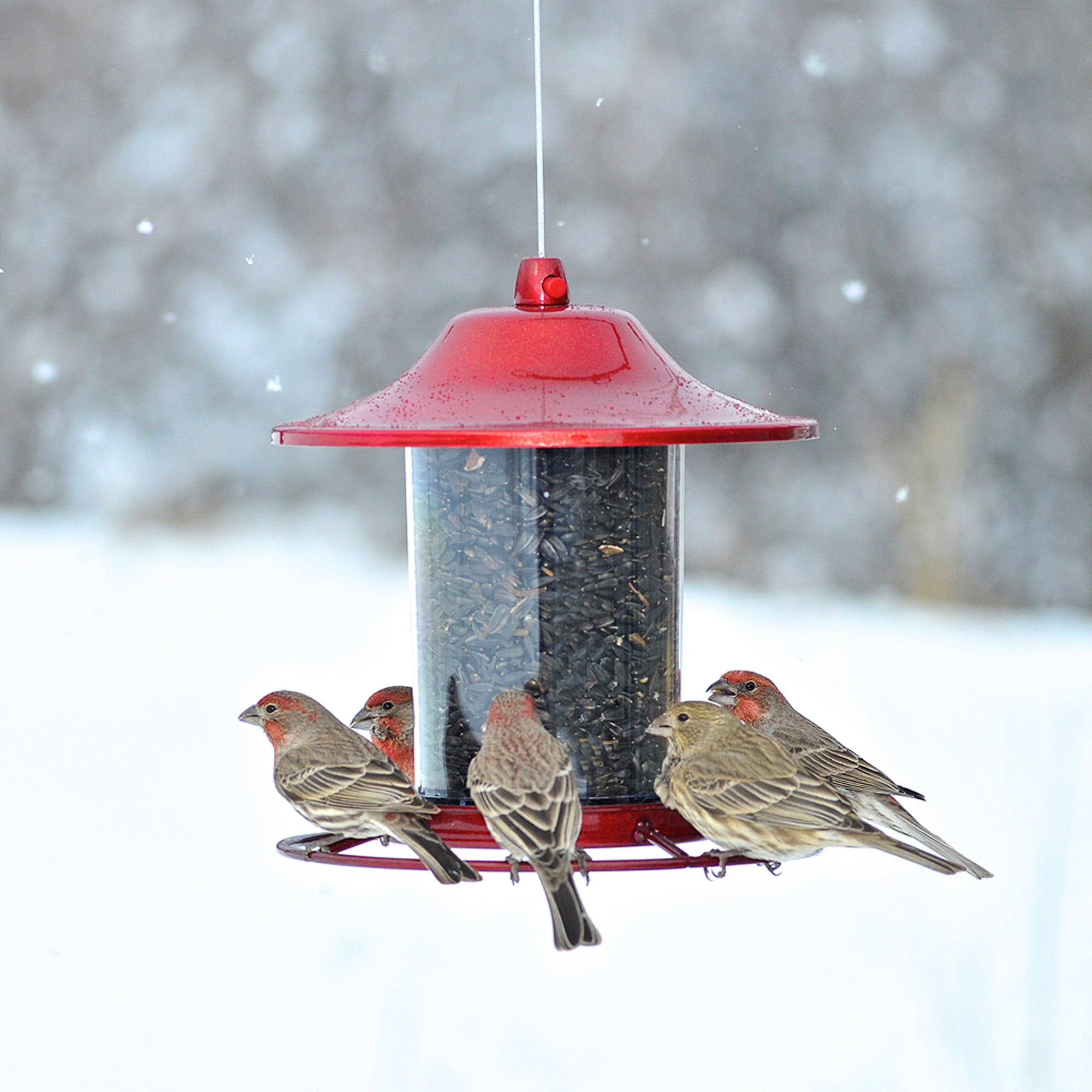 Perky-Pet Red Panorama Wild Bird Seed Feeder - 2 lb Capacity