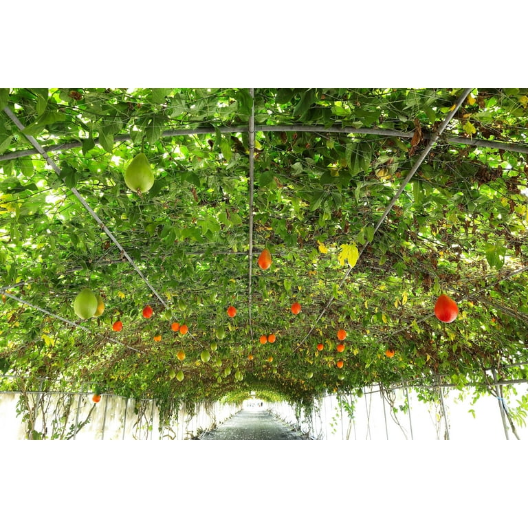 2 Gac Fruit Gac Melon Vine Momordica Cochinchinensis Seeds