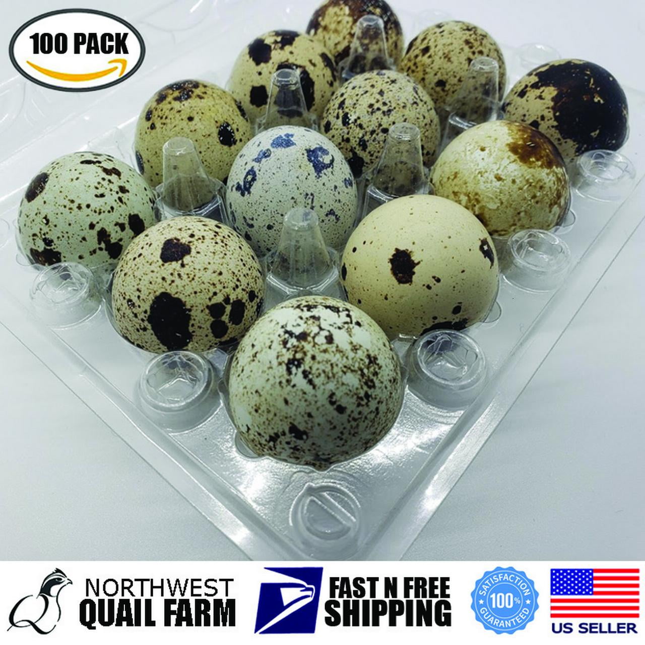 100 quail egg cartons holds 12 eggs snap close clear 4.2x5.5 