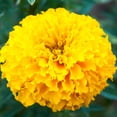 thumbnail image 1 of African Marigold Flower Garden Seeds - Crush Series F1 - Papaya Gold - 100 Seeds - Annual Flower Gardening Seeds - Tagetes erecta, 1 of 2