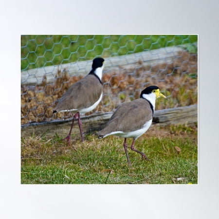 Lapwing ~ Masked Lapwing Lyd6Udb7 By David Irwin Poster Wall Art, Modern Wall Decor For Living Room Bedroom, 12x18 UNFRAMED