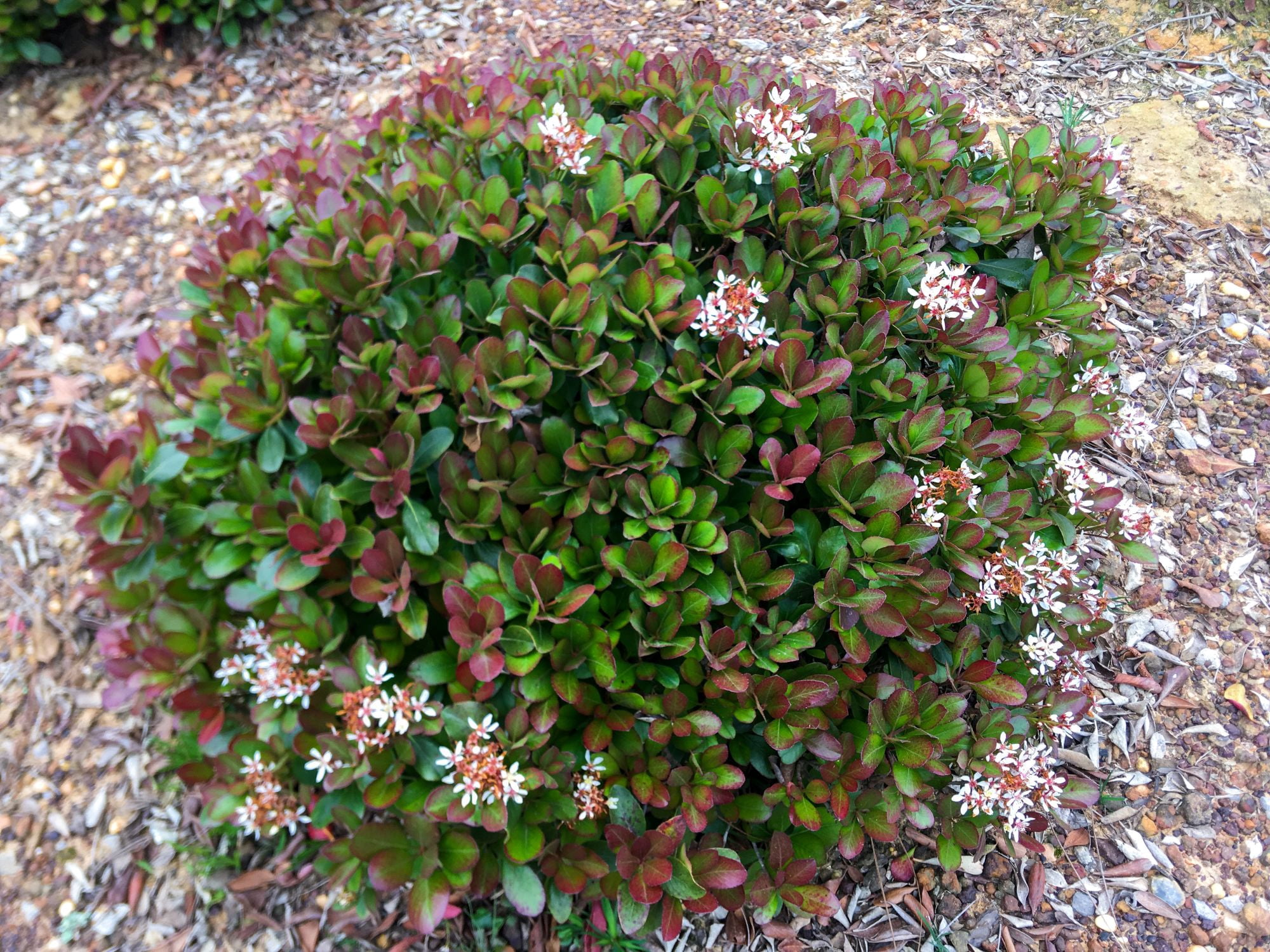 Southern Living Clean Sweep Snowbank Indian Hawthorne Live Shrub in 2-Gallon Grower Pot