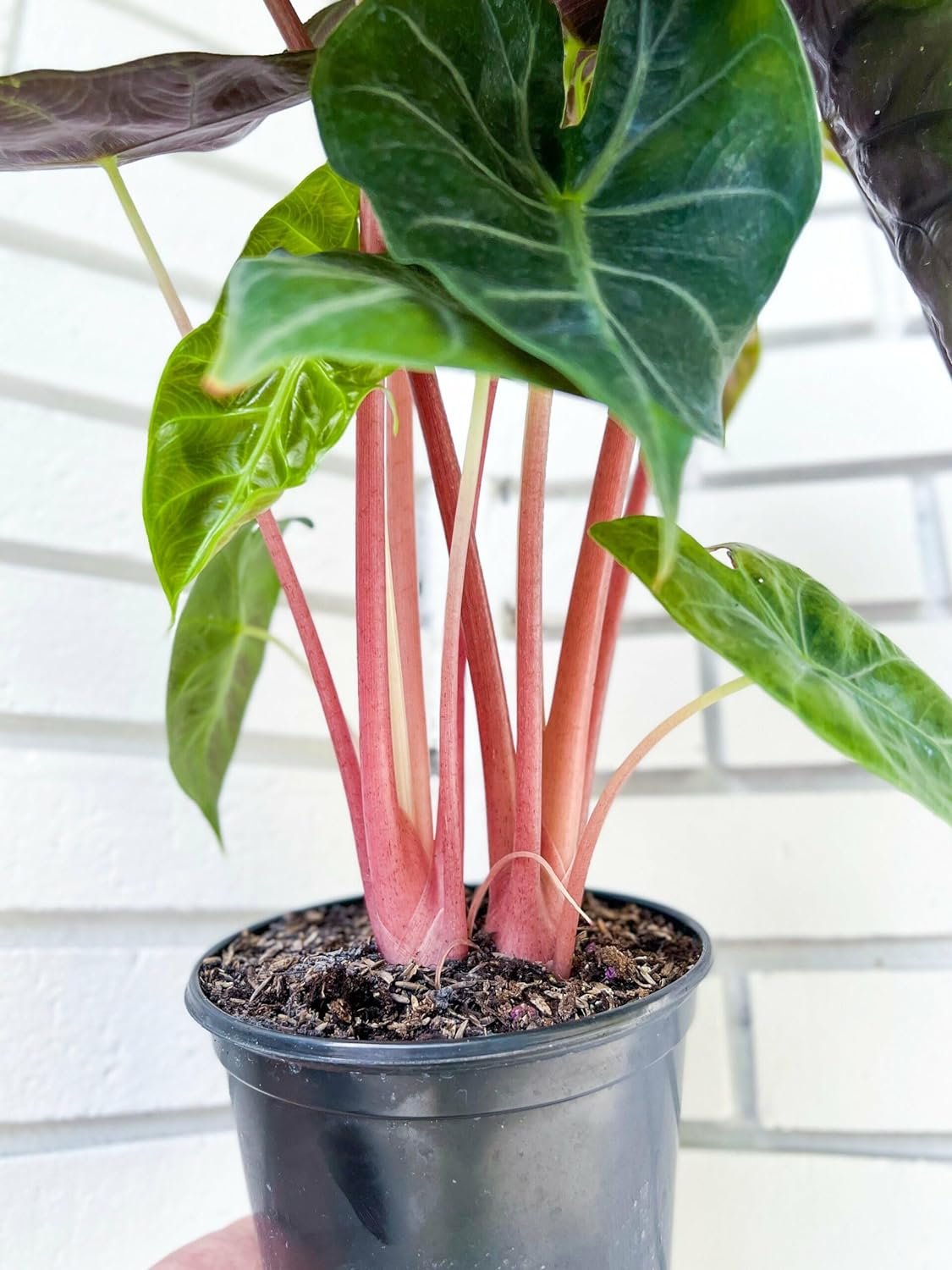 Morroco Alocasia - Live Plant in a 4 Inch Pot - Alocasia - Florist Quality Air Purifying Indoor Plant - Nature's Masterpiece in Your Home - image 2 of 5