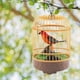 thumbnail image 4 of Pájaro cantor Desarrollo de aves Adornos naranjas Jaula de pájaros Animales cantores Aleatorio rojo, 4 of 9