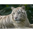 thumbnail image 2 of Fitzharris, Tim 32x25 White Modern Wood Framed Museum Art Print Titled - Bengal Tiger White Subspecies, 2 of 4