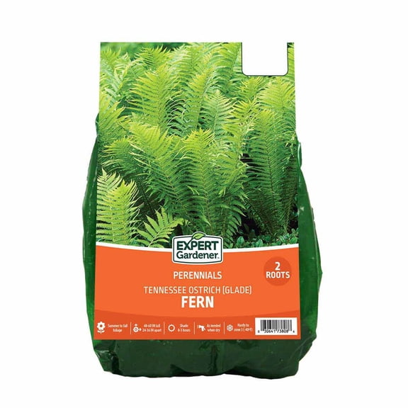 Expert Gardener Fern Tennessee Ostrich (Set of 2 Dormant Bare Plant Roots) Full Shade, Green, Perennial