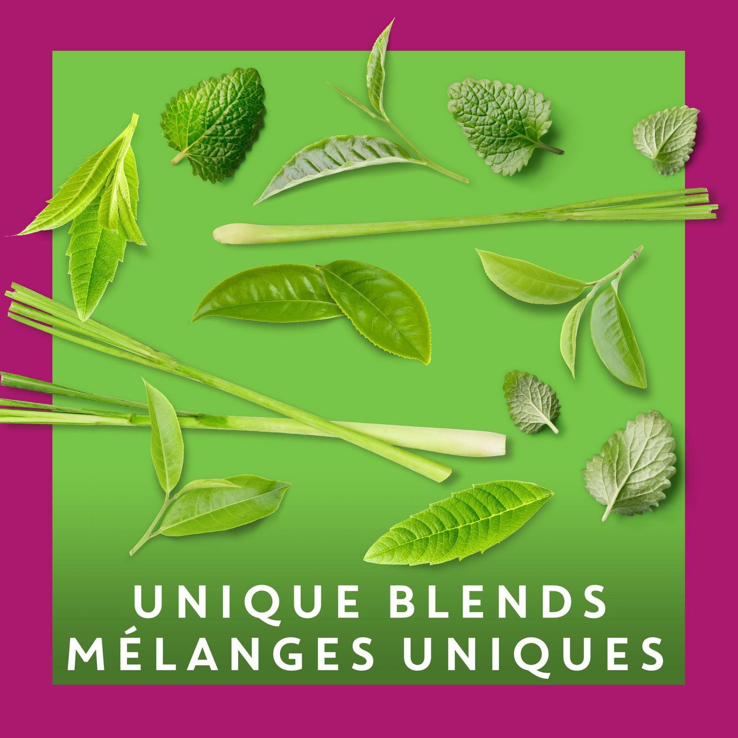 Tazo Zen Green Tea, Pack of 20