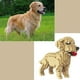 thumbnail image 4 of Figura de perro Golden Retriever (labrador retriever) de 950 piezas para armar con nanobloques., 4 of 5