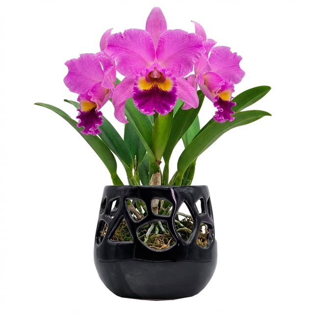 Maceta Decorativa De Cerámica Esmaltada Para Orquídea Flor Negro