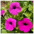 thumbnail image 1 of Everwilde Farms - 1 lb Shanin Wild Petunia Garden Flower Seeds - Gold Vault Bulk Seed Packet, 1 of 4