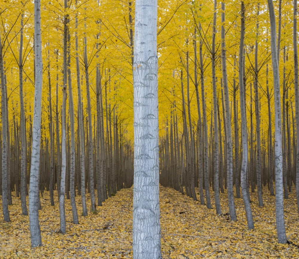 Poplar Plantation I